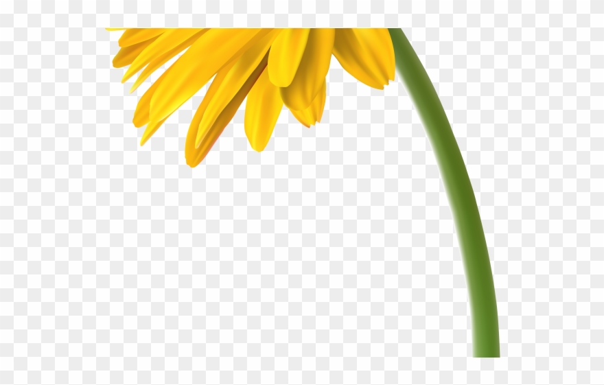 Gerbera Clipart Four Flower - African Daisy - Png Download