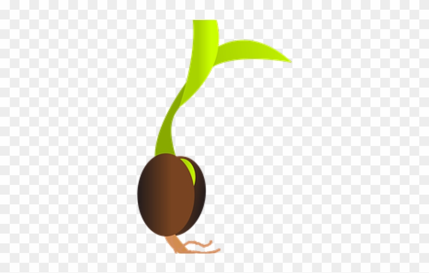 Seed Clipart Oak Sapling - Imagens De Sementes Brotando - Png Download