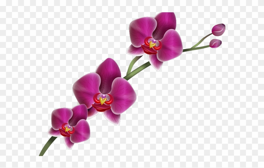 Orchid Clipart Hawaiian Orchid - Orchid Png Transparent Png