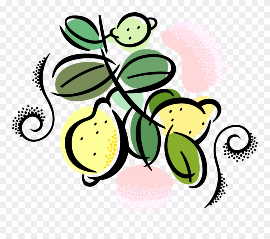 Vector Illustration Of Citrus Fruit Lemons Growing Clipart