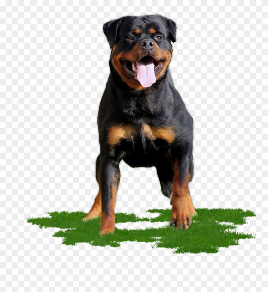 Rottweiler Png Clipart
