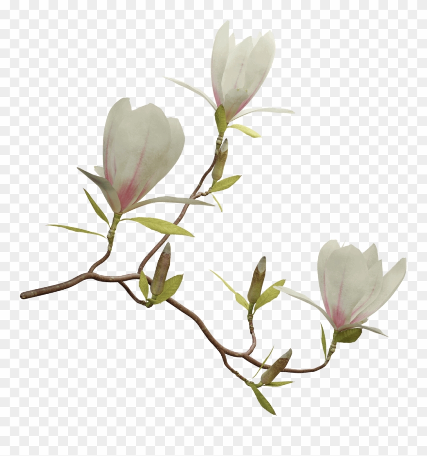 Magnolia Tree Png - Magnolia Transparent Clipart
