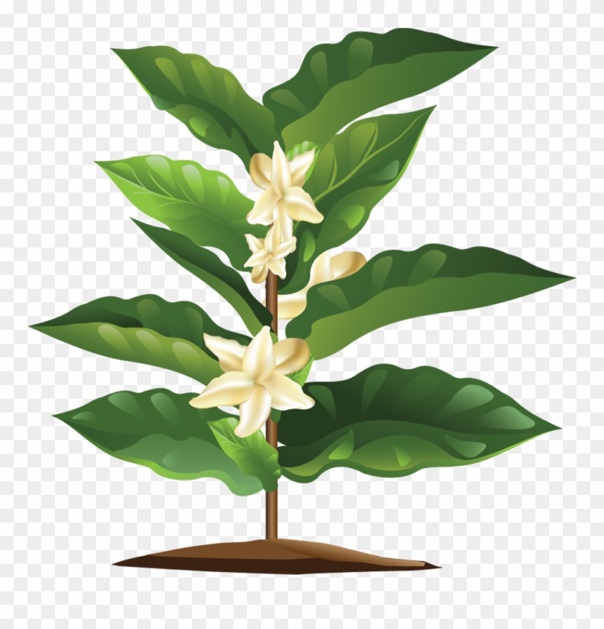 1006 X 1001 2 - Flor De Cafe Png Clipart