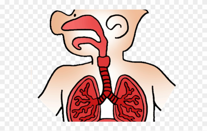 Relax Clipart Human Breathing - Respiratory Therapy Clipart - Png Download