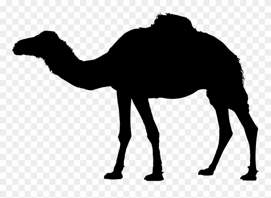 File Domestic Dromedary Silhouette Wikimedia Commons - Camel Silhouette Clipart