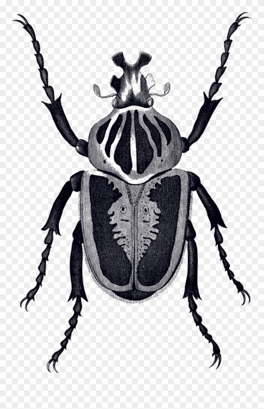 By Mitchell Black From Tattly Temporary Tattoos - Insect Illustrations Victorian Clipart