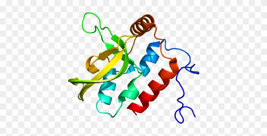 Protein Rtf1 Pdb 2bze - Illustration Clipart