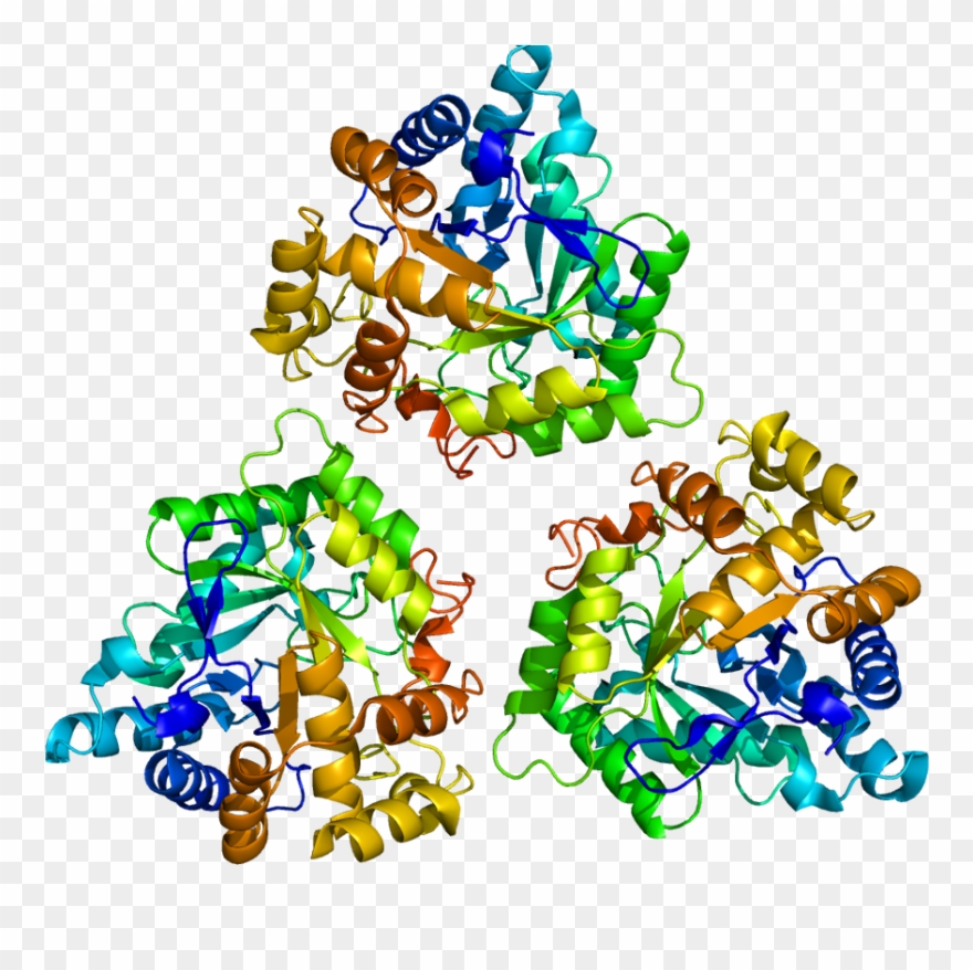 Enzyme Structure 3β Hydroxysteroid Dehydrogenase Clipart
