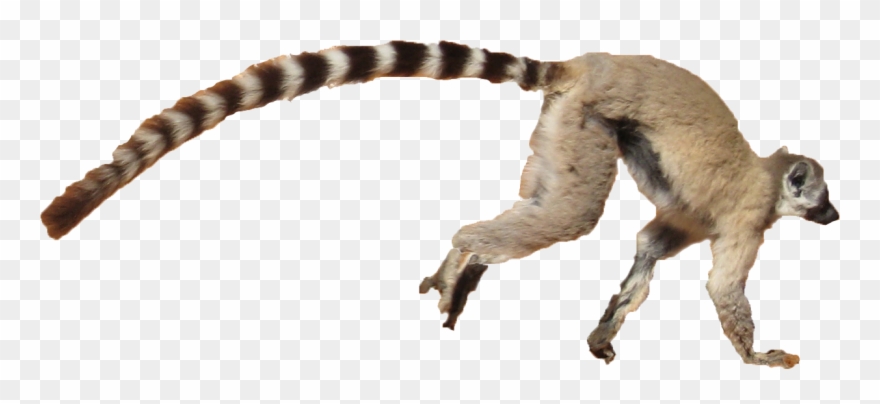 Lemur Png Free Background - Punxsutawney Phil Clipart
