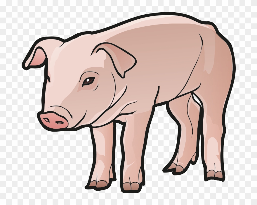 Pig - Domestic Pig Clipart