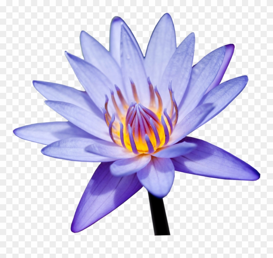 Framed Wallpaper, Birthday Frames, Love Frames, Wedding - Lirios Lila Png Clipart