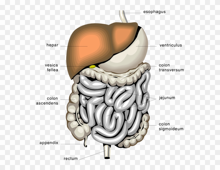 Digestive System Png - Digestive System Clipart