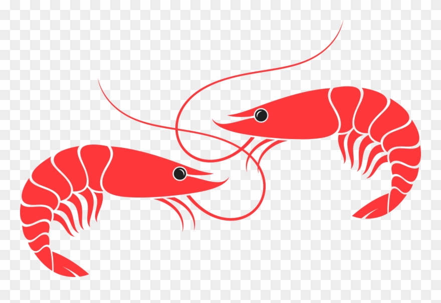 Shrimp Fest Tickets - Vannamei Shrimp Vector Clipart