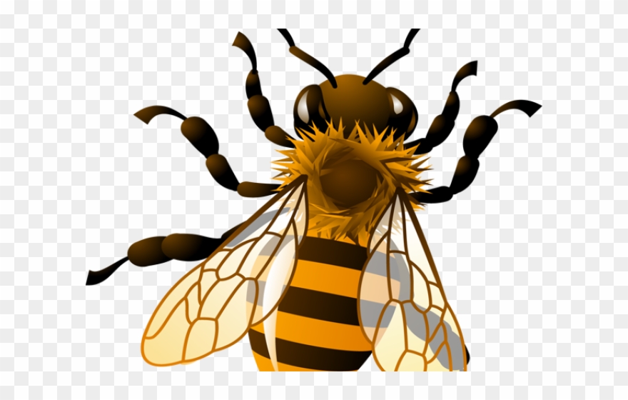 Bees Clipart Transparent Background - Realistic Bee Clipart - Png Download