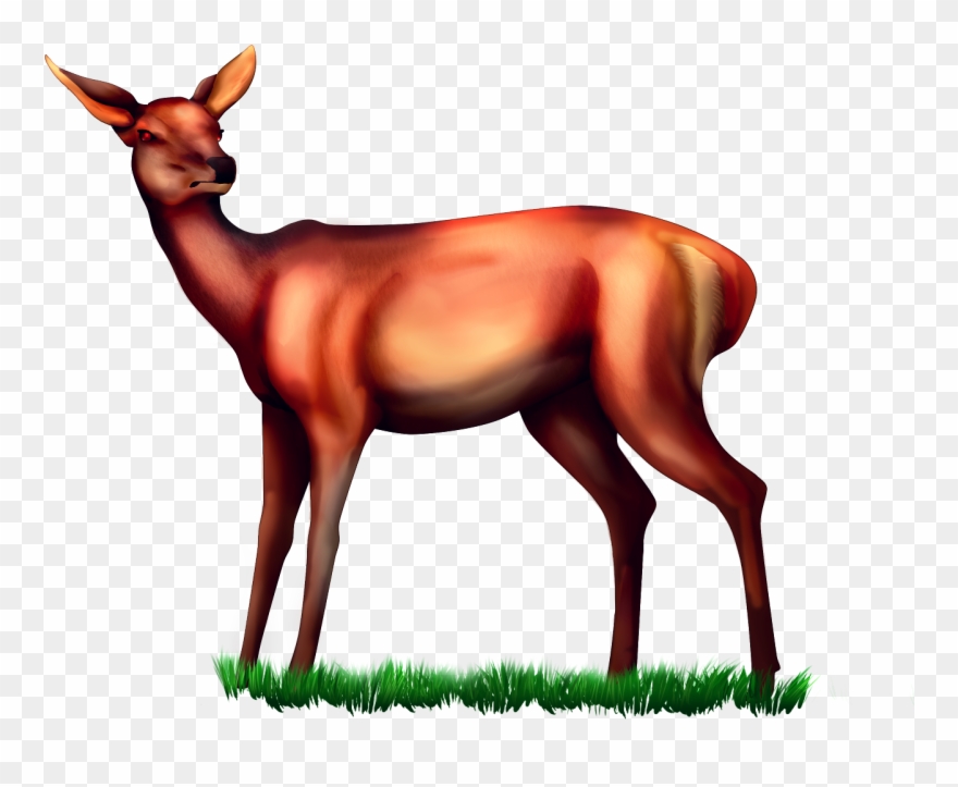Details - Roe Deer Clipart