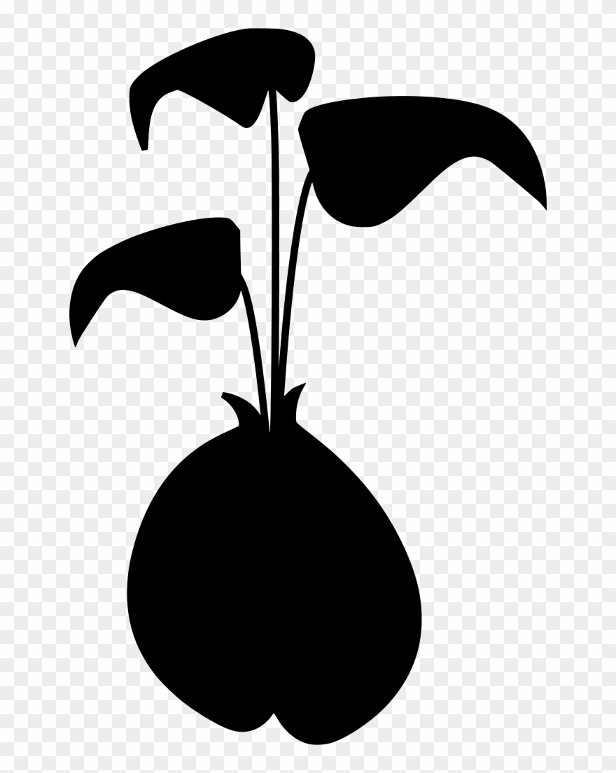 Download Png - Sprouting Bean Clipart Transparent