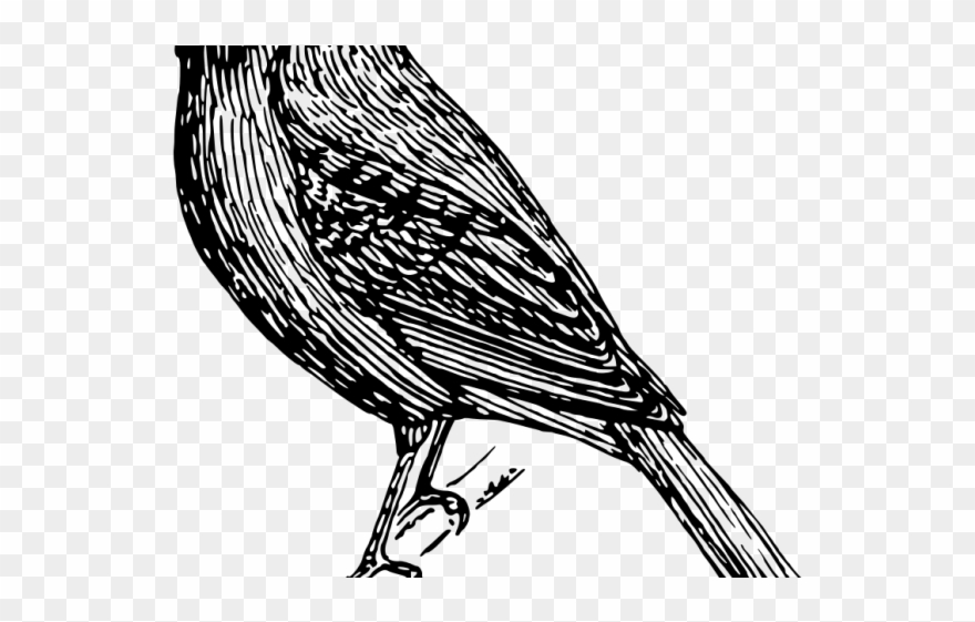 Indigo Clipart Bird - Songbird - Png Download