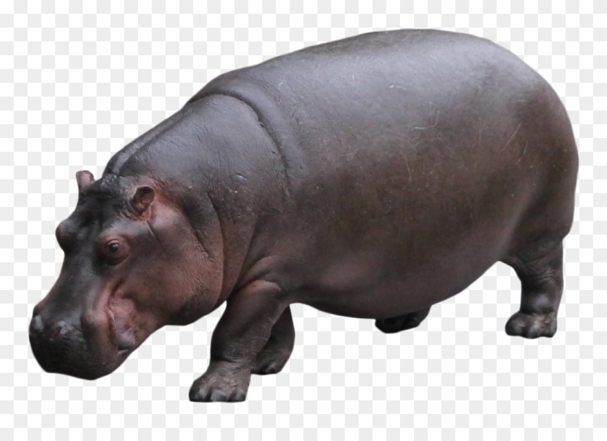 Hippo Standing - Hippo Transparent Background Clipart