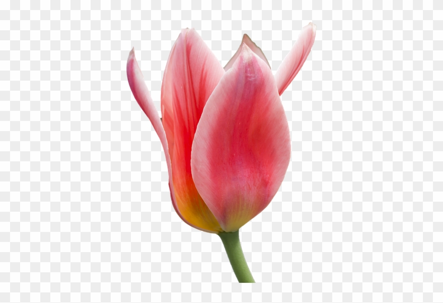 Tulip Flower Free Png Transparent Images Free Download - Red And White Tulip Png Clipart