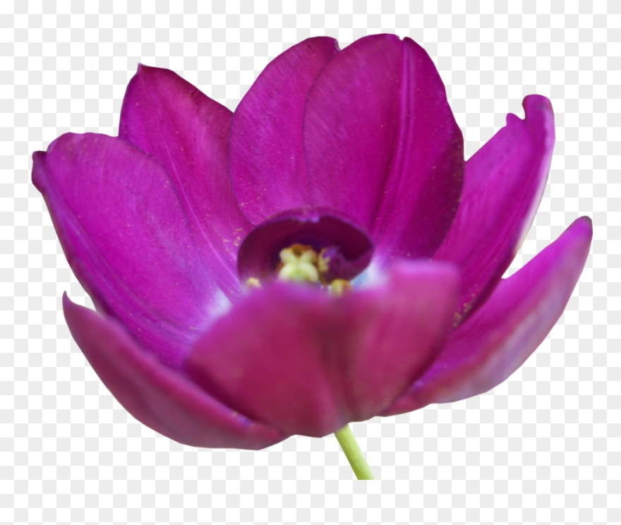 Tulip Flower Free Png Transparent Images Free Download - African Daisy Clipart