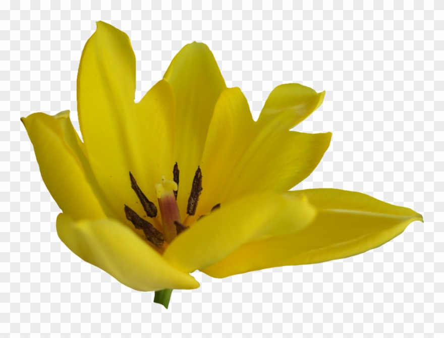 Tulip Flower Free Png Transparent Images Free Download - Lily Clipart