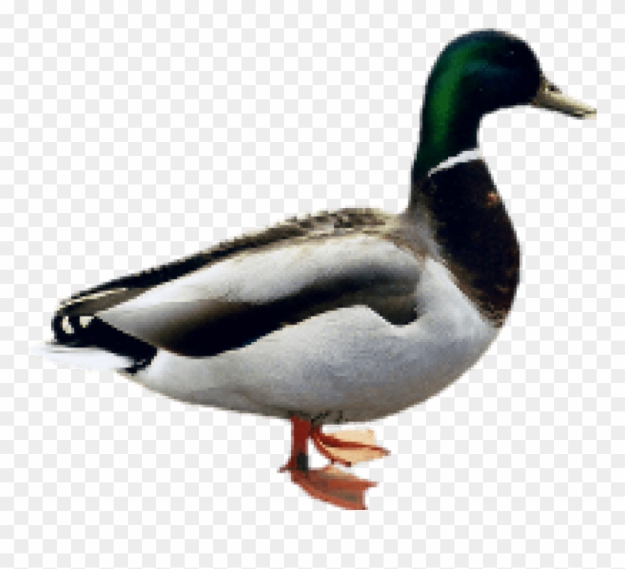 Free Png Images - Indian Duck Png Clipart