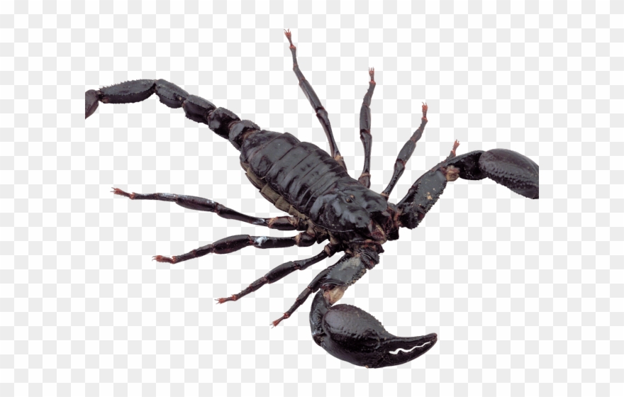 Scorpio Png Transparent Images - Scorpion Png Clipart