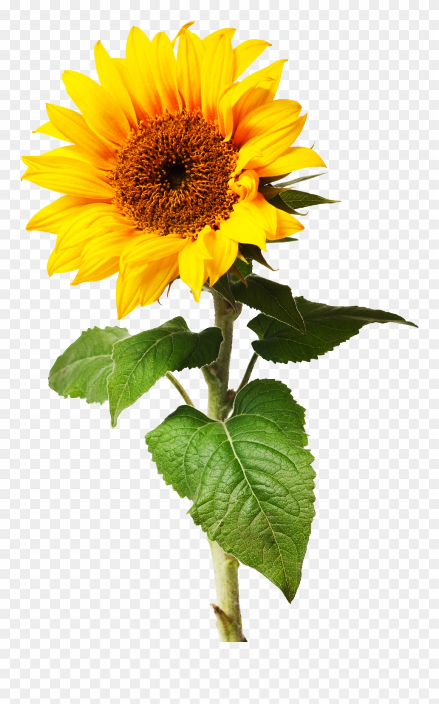 Different Kind Of Plant Clipart