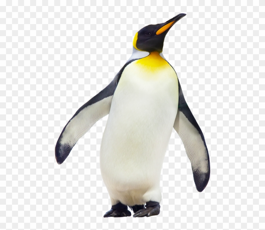 Penguin Clipart Emperor Penguin - Emperor Penguin - Png Download