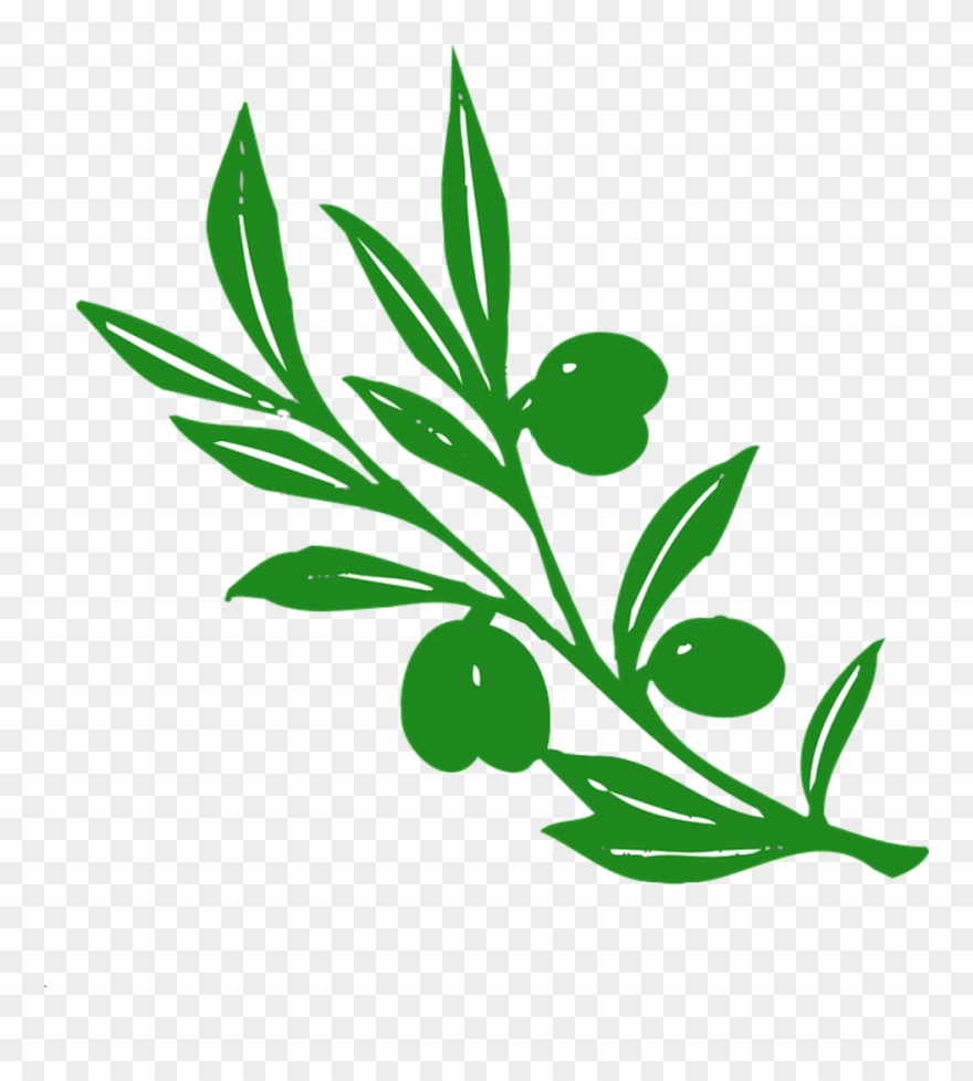 Contact Us - Olive Tree Branch Clipart