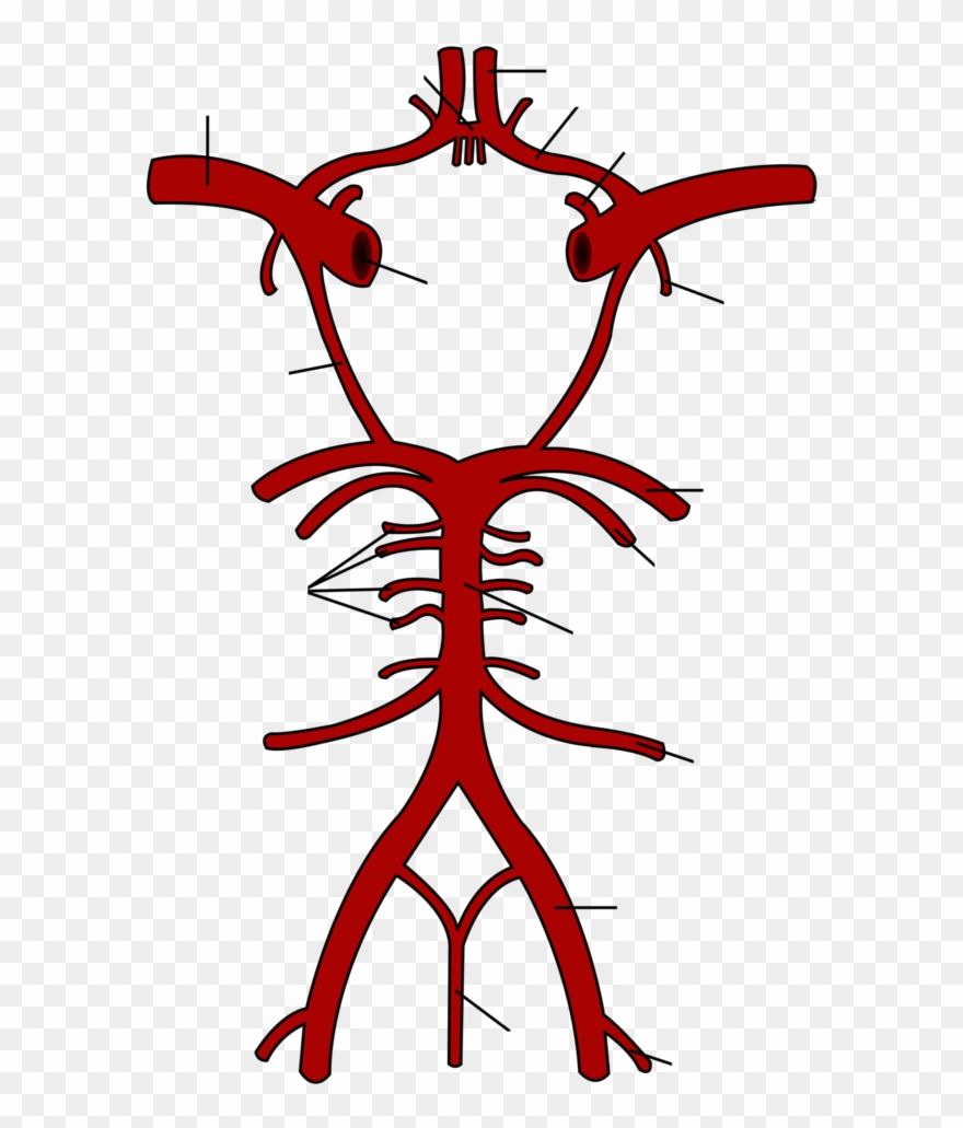 Common Carotid Artery - Circle Of Willis Blank Clipart