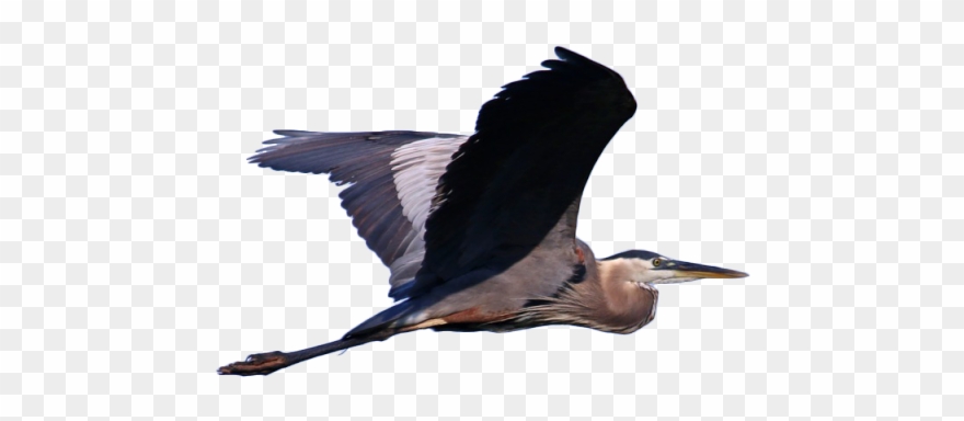 Great Blue Heron Clipart Ibis - Field Trip: Marianne Williams & Barber Park Loop - Png Download