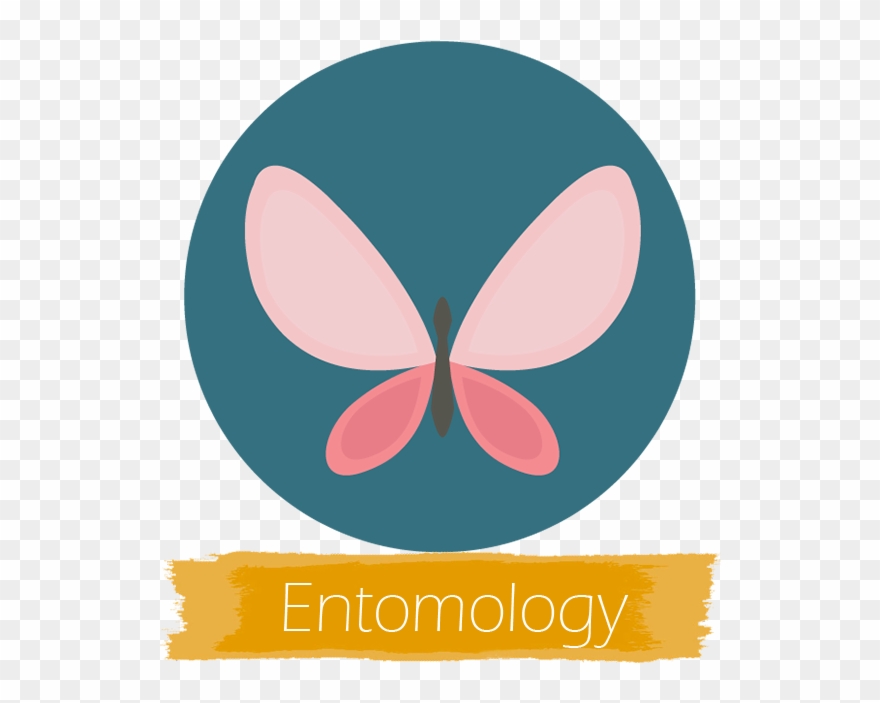 Cafs Undergraduate Majors - Butterfly Icon Clipart