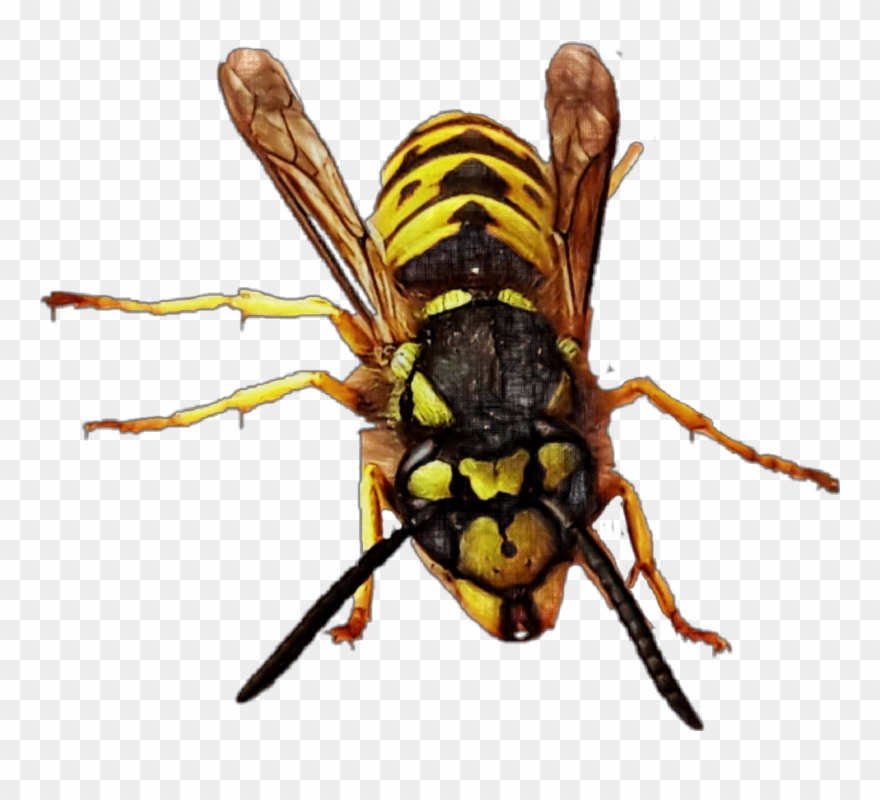 1169 X 1010 2 - Hornet Clipart