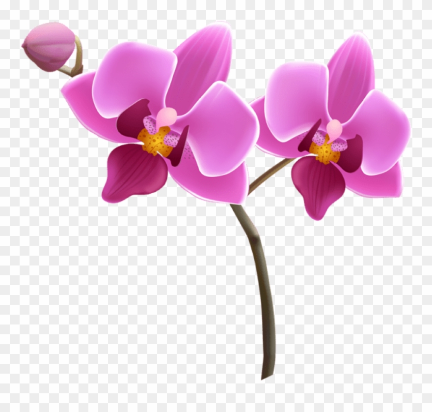 850 X 771 1 - Orchid Vector Transparent Background Clipart