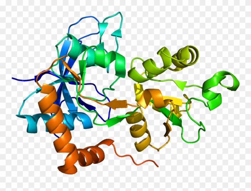 Bovine Alpha Lactalbumin Clipart