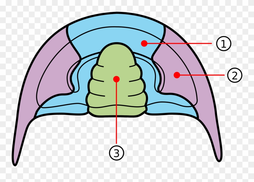 Open - Trilobite Diagram Clipart