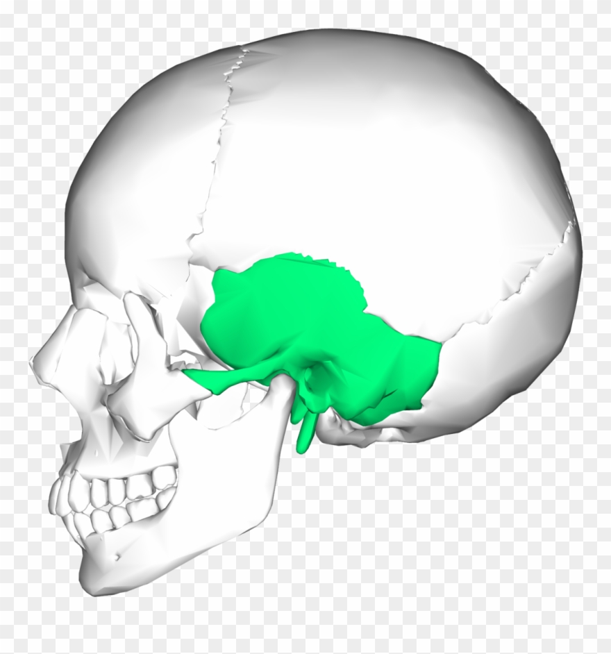 Hueso Temporal En El Craneo Clipart