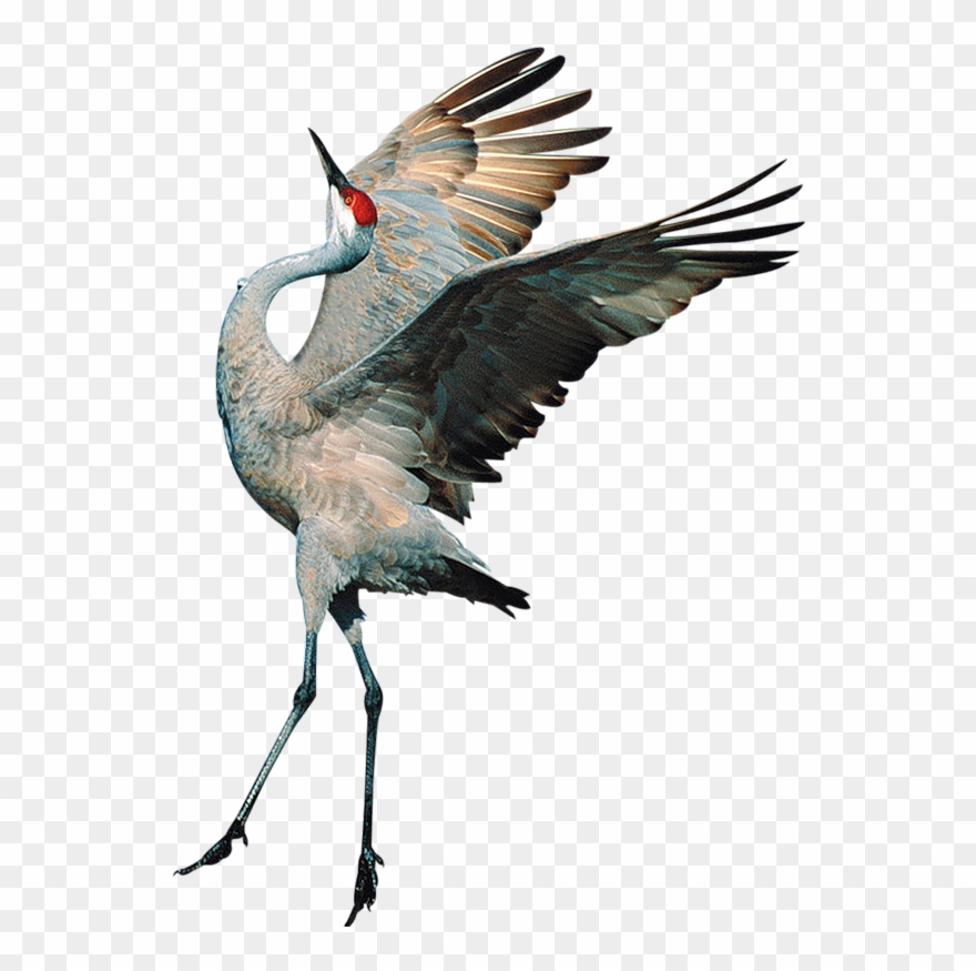 Sandhill Crane Clipart Transparent - Transparent Background Crane Bird Png