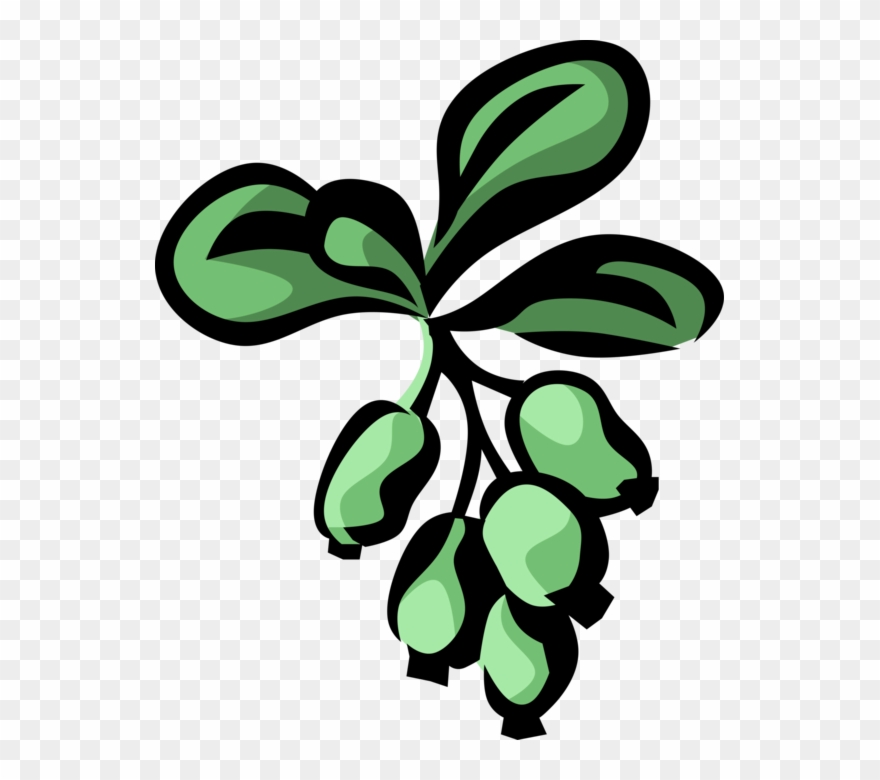 Vector Illustration Of Barberry Botanical Horticulture Clipart