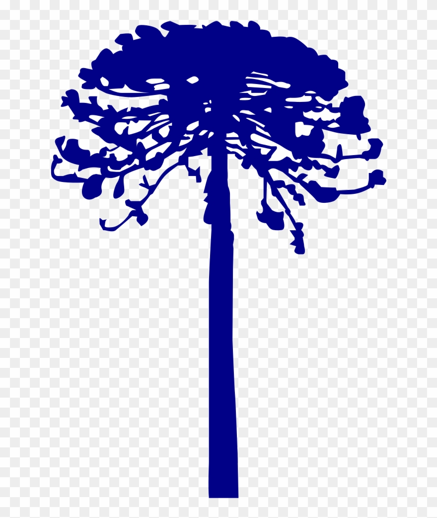 File - Araucaria Vector - Svg - Araucaria Vector Clipart
