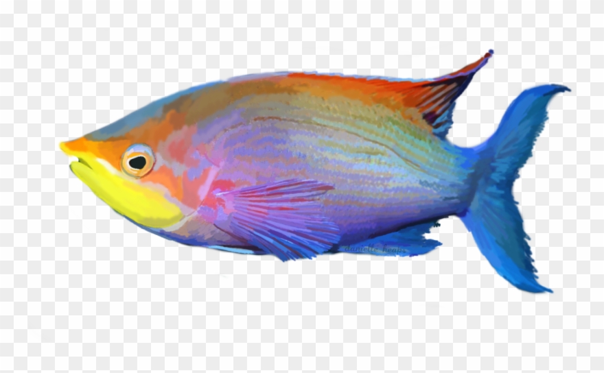 Grafixgirlireland 2 0 Tropical Fish By Grafixgirlireland - Tropical Fish Transparent Clipart