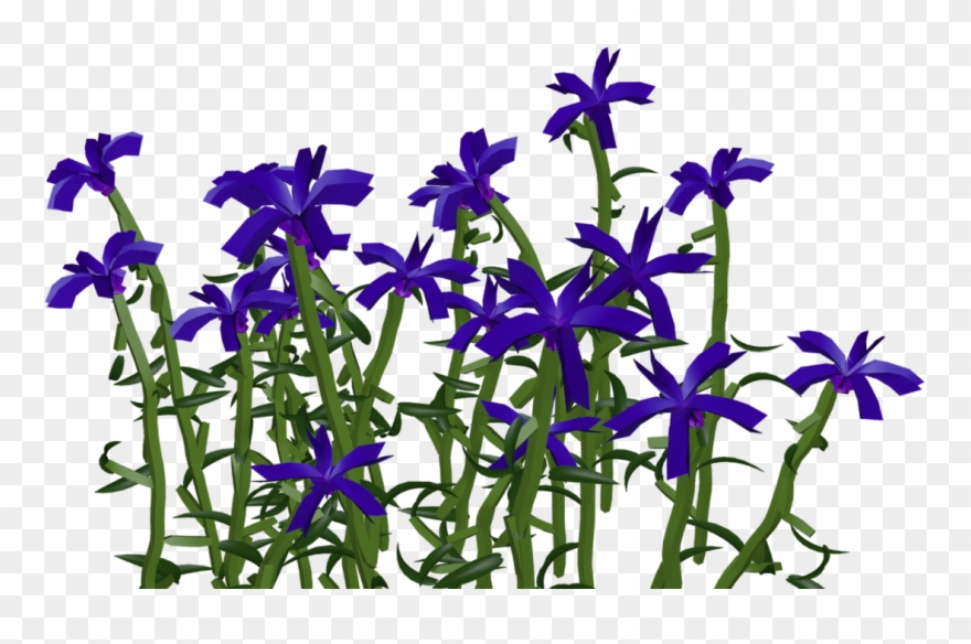 Maitland - Iris Clipart