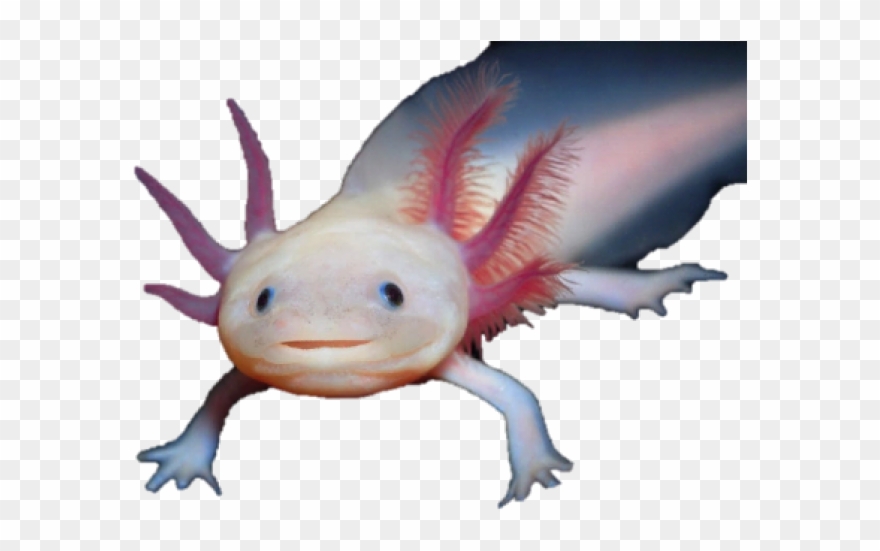 Salamander Clipart Transparent - Axolotl Png Transparent