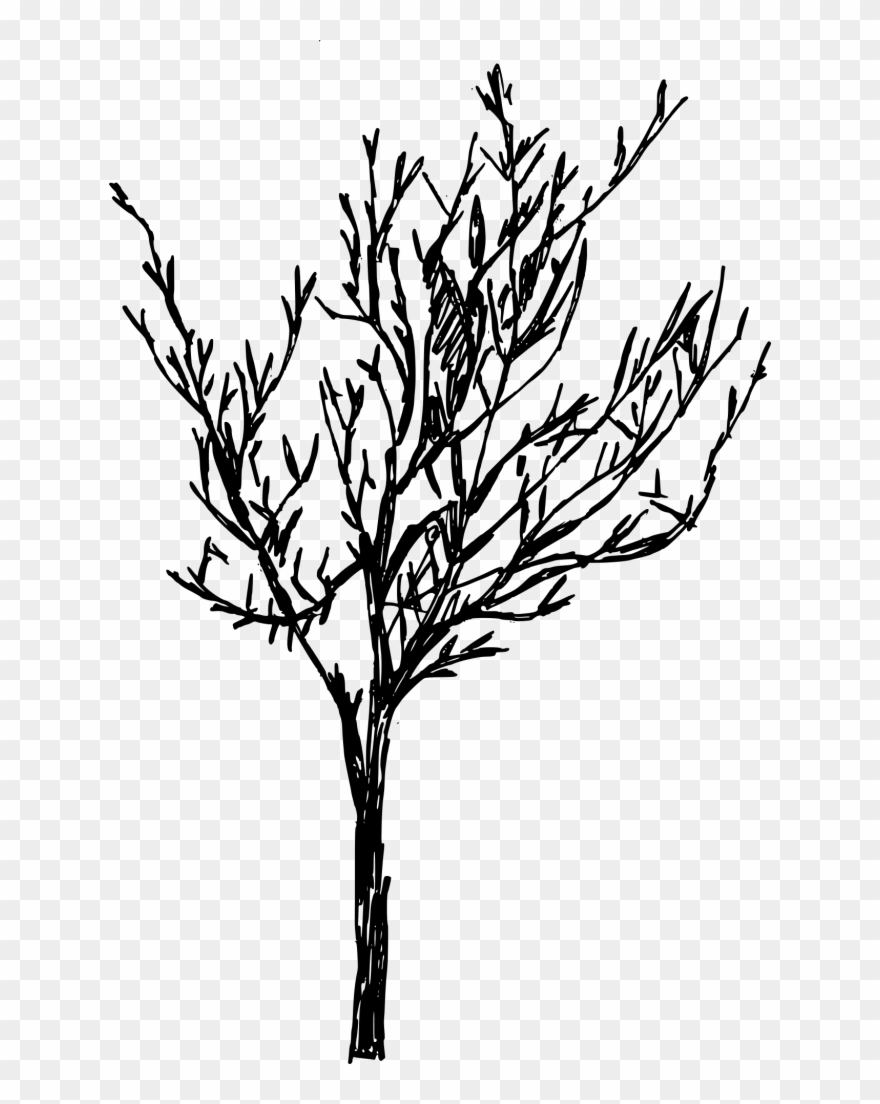 662 X 1024 7 - Twig Clipart