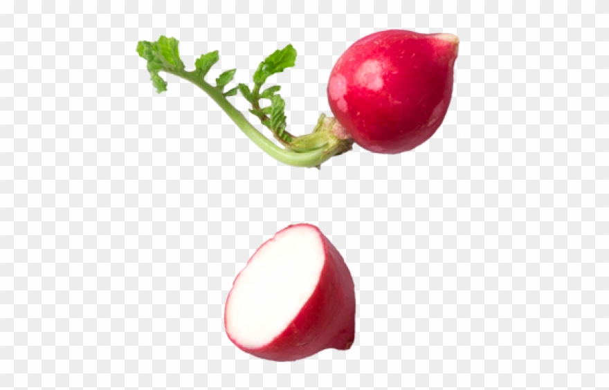 Radish Clipart