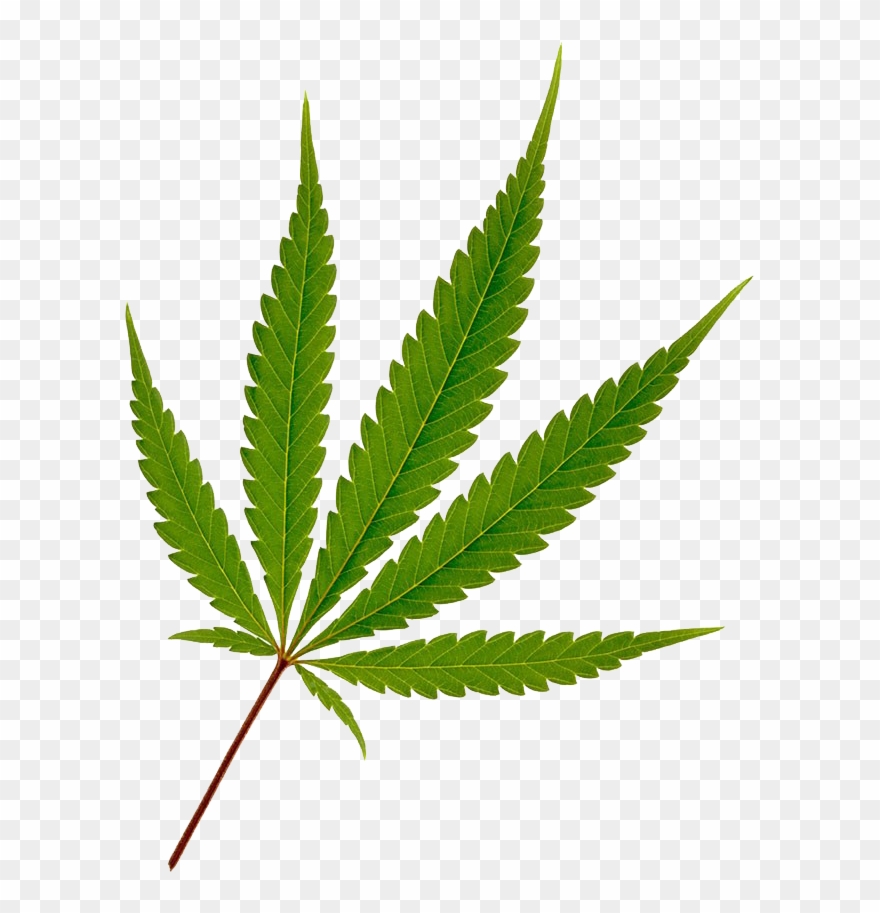 781 X 1024 6 0 - Marijuana Leaf Clipart