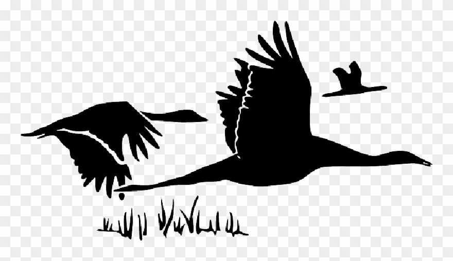 Image Result For Canada Geese Outline - Swan Flying Silhouette Clipart