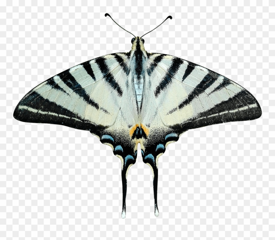 Butterfly Grey And Black - Transparent Moth Png Clipart