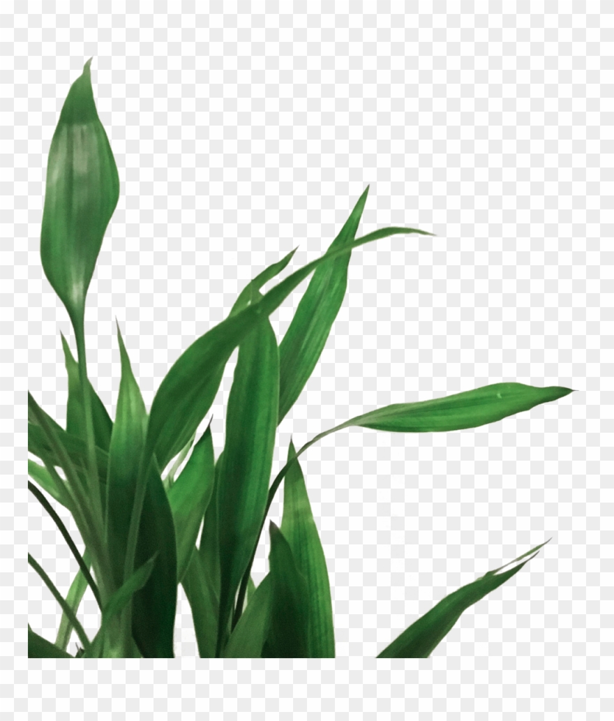 Discover - Plants With White Background Clipart
